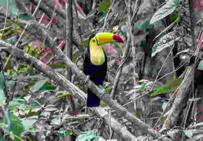 A Birder Observes Birds In The Belizean Rainforest Birds Of Belize (Corrie Herring Hooks 57)