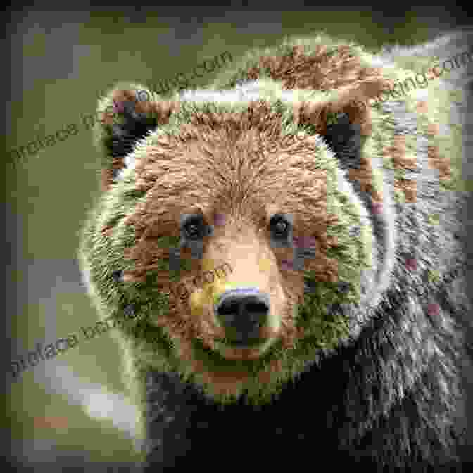 A Close Up Photograph Of A Grizzly Bear In Alaska The Game Alaska Style Pottermore Publishing