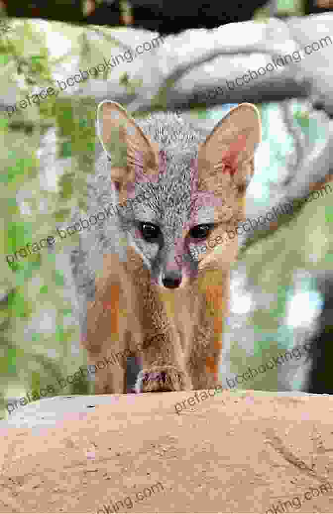 A Closeup Of A Curious Gray Fox In The Baja Desert, Its Eyes Gleaming In The Fading Light Searching For Steinbeck S Sea Of Cortez: A Makeshift Expedition Along Baja S Desert Coast