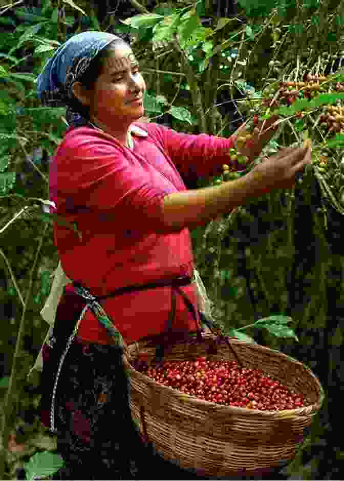 A Coffee Picker Surrounded By Coffee Bushes The Second Conquest Of Latin America: Coffee Henequen And Oil During The Export Boom 1850 1930 (LLILAS Critical Reflections On Latin America Series)