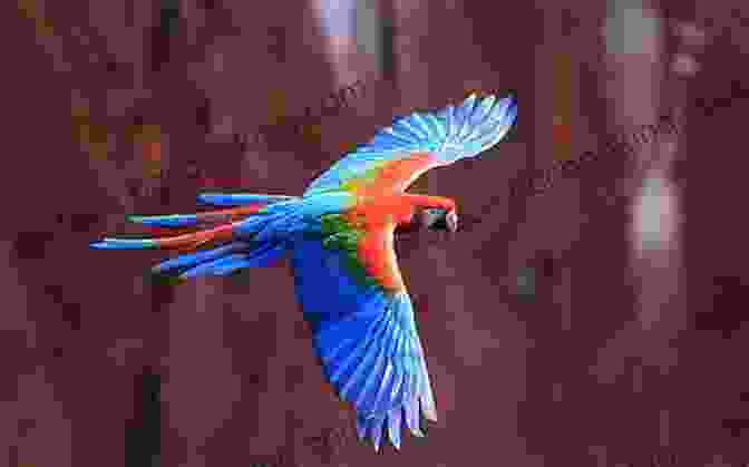 A Colorful Bird In Flight An Australian Birding Year R Bruce Richardson