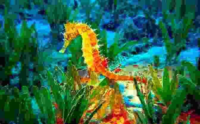 A Colorful Seahorse Swims Through A Coral Reef Vikings: 30+ Fun Facts For Kids About These Amazing Sea Travelers