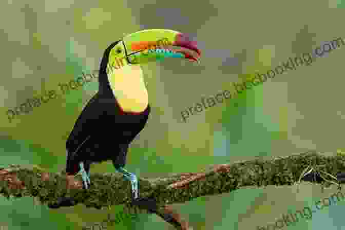 A Colorful Toucan Perched On A Branch In The Belizean Rainforest Birds Of Belize (Corrie Herring Hooks 57)