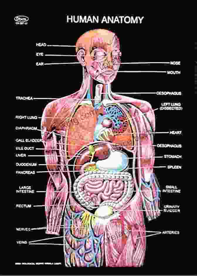 A Detailed Illustration Of The Human Body's Anatomy And Physiology Science Of HIIT: Understand The Anatomy And Physiology To Transform Your Body