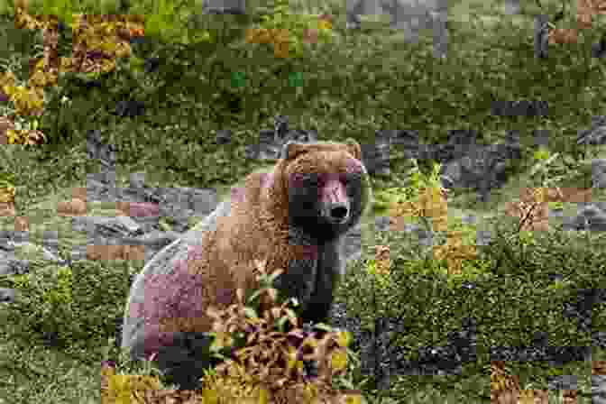 A Grizzly Bear In The Alaskan Wilderness Raven S Witness: The Alaska Life Of Richard K Nelson