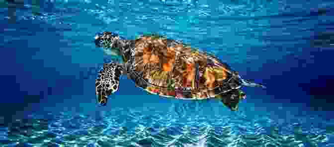 A Group Of Sea Turtles Swimming In The Clear Waters Of Watt Key Deep Water Watt Key