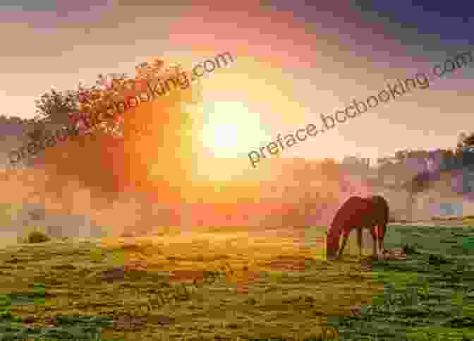 A Horse Grazing Peacefully At Sunset, Symbolizing The Enduring Legacy Of Horses In South Africa. Riding High: Horses Humans And History In South Africa