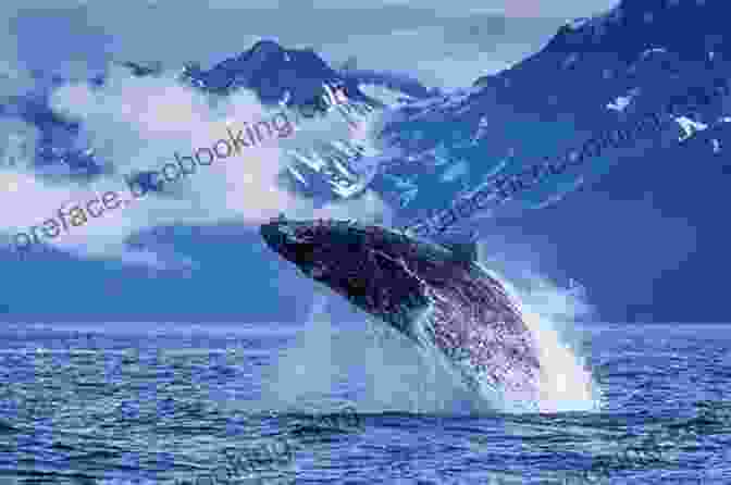 A Humpback Whale Breaching Off The Alaskan Coast Raven S Witness: The Alaska Life Of Richard K Nelson