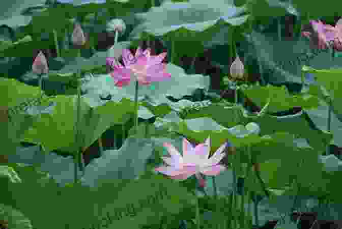 A Lotus Flower Blooming In A Muddy Pond A Lotus Grows In The Mud