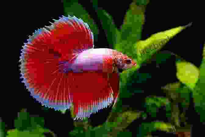 A Vibrant Betta Fish With Stunning Blue And Red Fins. Beautiful Photographs Of Goldfish: A Collection Of Betta Fish Photos (Adorable Animals)