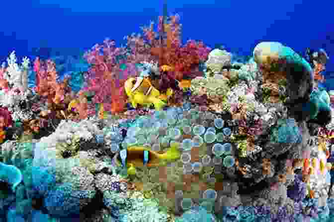 A Vibrant Coral Reef Teeming With Colorful Fish And Marine Life US British Virgin Islands Greg Simonds