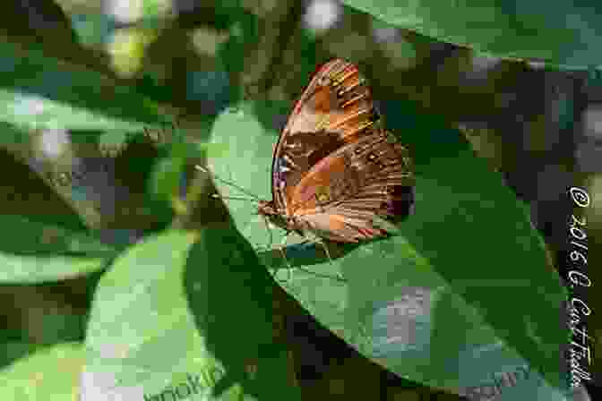 A Vibrant Image Of An Eight Spot Butterfly Fluttering Through A Lush Rainforest. No Country For Eight Spot Butterflies: A Lyric Essay