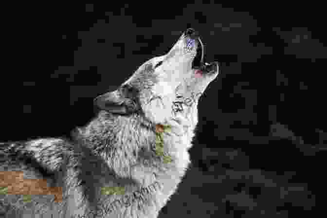 A Wolf Howling In The Wilderness True Story Of Japan FRONTIER SPIRIT: Helped By Japanese Wolves