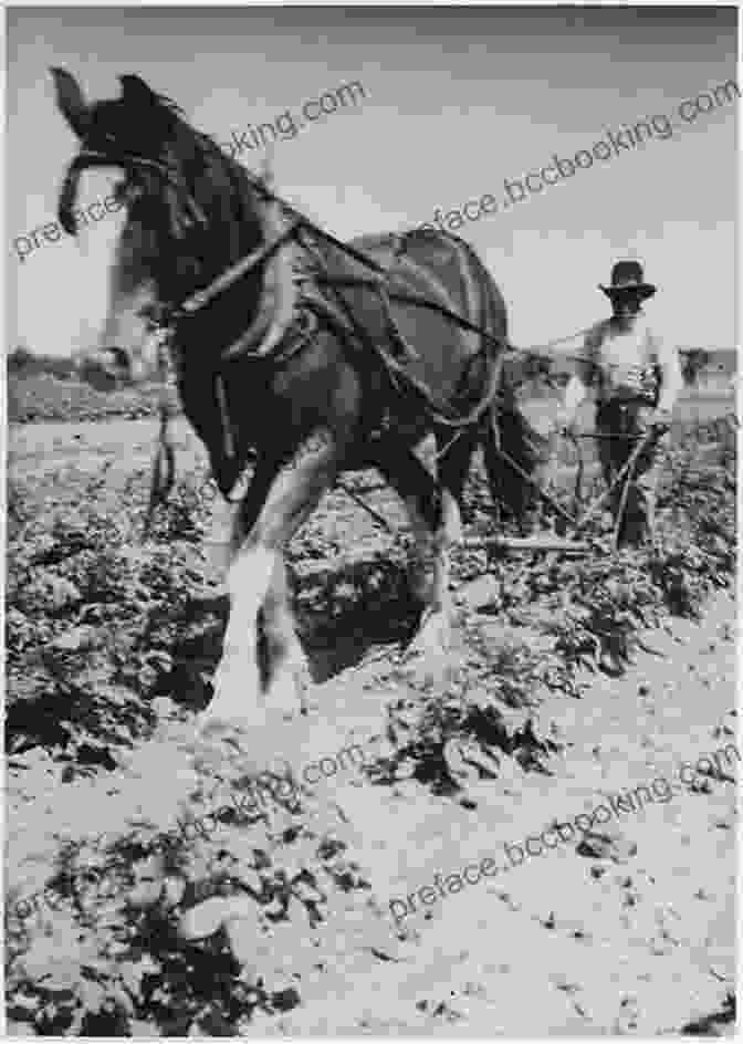 Black And White Photograph Of A Farmer Plowing A Field With A Horse Drawn Plow In The 1920s Farm Roots: My Young Days In Ontario In The 1920s And 1930s