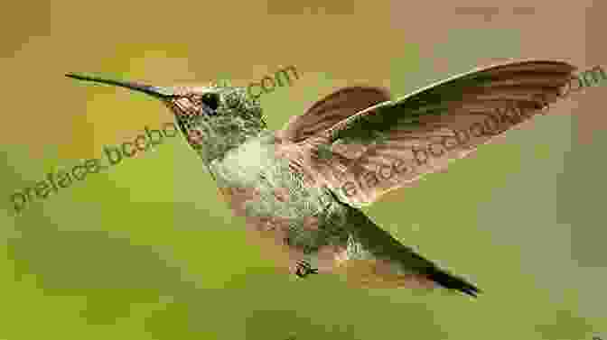 Hummingbird In Flight Hummingbirds: A Celebration Of Nature S Jewels (WILDGuides)