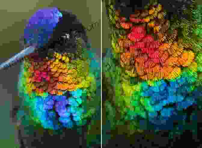 Hummingbird's Iridescent Feathers Hummingbirds: A Celebration Of Nature S Jewels (WILDGuides)