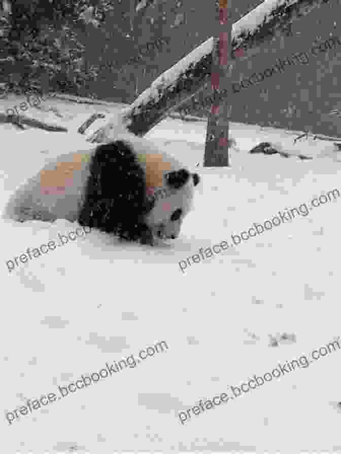 Little Panda Gleefully Trotting Through The Snow Covered Forest Little Panda Saves Christmas: Pick A Path Adventure For 5 8 Year Olds (Little Panda 2)