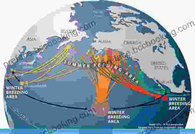 Map Of Humpback Whale Migration Routes Migration: Incredible Animal Journeys Ginjer L Clarke