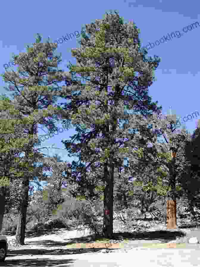 Ponderosa Pine Trees Of Colorado Field Guide (Tree Identification Guides)