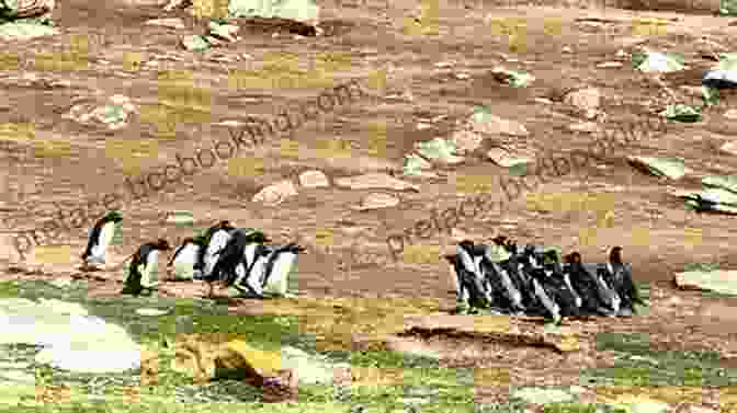 Rockhopper And His Crew Encounter A Group Of Hostile Natives In The Jungle. Rockhopper Copper Hao Lam