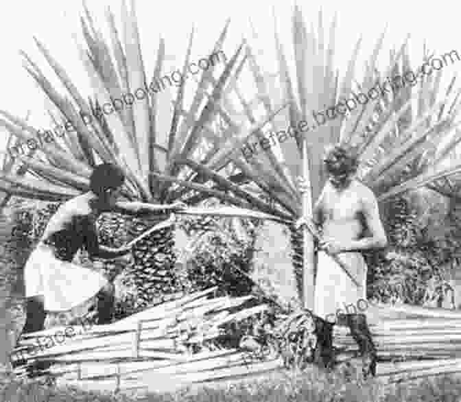Workers Harvesting Henequen Leaves The Second Conquest Of Latin America: Coffee Henequen And Oil During The Export Boom 1850 1930 (LLILAS Critical Reflections On Latin America Series)